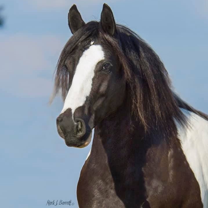 Kuchi - Gypsy Vanner Mare